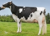 DOSE TAUREAU GLADIATOR - NFR2931364622 - 6681776