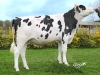 DOSE TAUREAU OUBLON - NFR2931504082 - 6693995