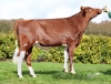 DOSE TAUREAU PLEYBEN P - NFR2932893055 - 1995780