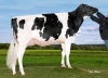 DOSE TAUREAU MERCY - NFR2933738576 - 6691313