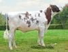 DOSE TAUREAU UHELGOAT P - NFR2936057646 - 19A2442