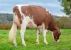 DOSE TAUREAU UHELGOAT P - NFR2936057646 - 19A2442