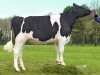 DOSE TAUREAU JOEDIX - NFR2938284151 - 6688320