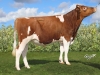 DOSE TAUREAU MILLIARD P - NFR2938284473 - 1991556