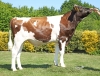 DOSE TAUREAU STINAC - NFR2938951377 - 1998170