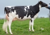 DOSE TAUREAU APOLLON PP - NFR2938951925 - 66A4588