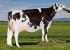DOSE TAUREAU NEOSTAR - NFR2939314601 - 6692514