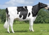 DOSE TAUREAU UNYGANN P - NFR2940100850 - 66A2444