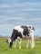 DOSE TAUREAU NEESKENS - NFR2940261837 - 6692888