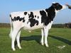 DOSE TAUREAU NEMON - NFR2940934607 - 6692803