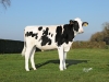 DOSE TAUREAU NEMON - NFR2940934607 - 6692803
