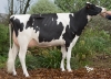 DOSE TAUREAU NEMON - NFR2940934607 - 6692803