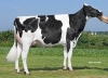 DOSE TAUREAU NEMON - NFR2940934607 - 6692803