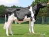 DOSE TAUREAU LANGELO - NFR2941422842 - 6689689