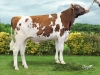 DOSE TAUREAU OLIST P - NFR2941423013 - 1995024