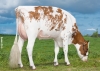 DOSE TAUREAU OLIST P - NFR2941423013 - 1995024