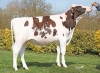 DOSE TAUREAU SAFRAN P - NFR2941423197 - 1997636