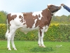 DOSE TAUREAU SULTAN PP - NFR2941423220 - 1998763