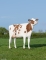 DOSE TAUREAU SORWAY P - NFR2941423238 - 19A0079