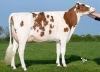 DOSE TAUREAU SORWAY P - NFR2941423238 - 19A0079