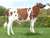 DOSE TAUREAU TASK P - NFR2941423314  - 19A1229