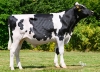 DOSE TAUREAU VOLTAIRE - NFR2941423468 - 66A3890