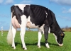 DOSE TAUREAU VOLTAIRE - NFR2941423468 - 66A3890