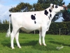 DOSE TAUREAU JOYSTAR - NFR2942482318 - 6687547