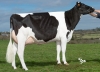 DOSE TAUREAU JOYSTAR - NFR2942482318 - 6687547