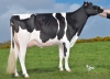 DOSE TAUREAU JOYSTAR - NFR2942482318 - 6687547