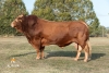 DOSE TAUREAU HOTEL - NFR2942852774 - 3485948