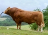 DOSE TAUREAU HOTEL - NFR2942852774 - 3485948