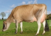 DOSE SEXEE FEM 90 TAUREAU VJ STORER - XFR2946403974 - 15A0185