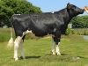 DOSE TAUREAU GLORIEUX - NFR2951520497 - 6681807