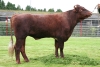 DOSE TAUREAU ALOUR - NFR2956101444 - 4371171
