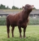DOSE TAUREAU ALOUR - NFR2956101444 - 4371171
