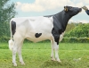 DOSE TAUREAU ULDADO - NFR2961002431 - 66A2412
