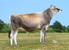 DOSE TAUREAU VJ AMON P - NFR2961002860 - 15A4892
