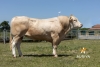 DOSE TAUREAU LARGO - NFR3100035132 - 7990671