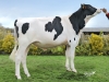 DOSE TAUREAU NILWAY - NFR3100187576 - 6693218