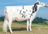 DOSE TAUREAU NILWAY - NFR3100187576 - 6693218