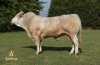 DOSE TAUREAU MARENGO - NFR3100275553 - 7991584