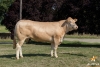 DOSE TAUREAU HASHTAG - NFR3100361906 - 7984446