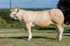 DOSE TAUREAU GALIAX - NFR3211900310 - 7982882