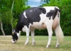 DOSE TAUREAU VIVERO PP - NFR3511873337 - 66A4453