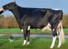DOSE TAUREAU JENIX - NFR3516149356 - 6688112