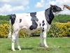 DOSE TAUREAU RITZ P RF - NFR3519060627 - 6696799