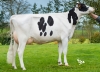 DOSE TAUREAU ITEM P - NFR3523821731 - 6685379