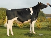 DOSE TAUREAU LUCULLUS - NFR3523822104 - 6689379