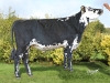 DOSE TAUREAU OLYMPIC - NFR3525699992 - 5694161